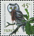 Boreal Owl (Aegolius funereus)